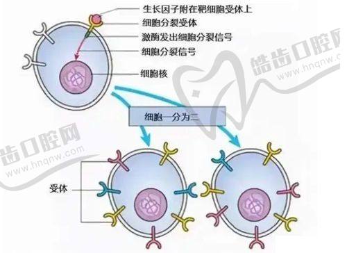 上海華美整形醫(yī)院預(yù)約掛號(hào)攻略