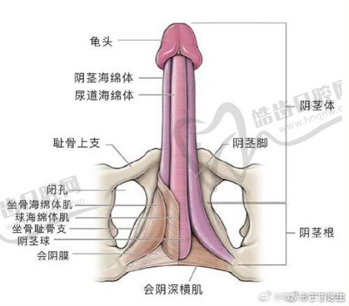 鑲珠并非騙局，但需嚴選醫(yī)療資源！醫(yī)院推薦須關注這幾點