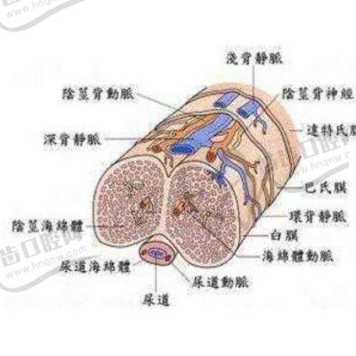 八爪鱼紧缩术多少钱：各地医院收费情况