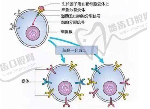 湖州林华医疗美容诊所的医生简介