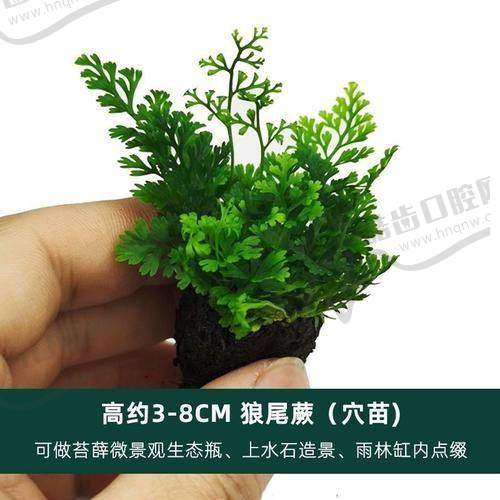 深圳龙城医院口腔科正规吗？